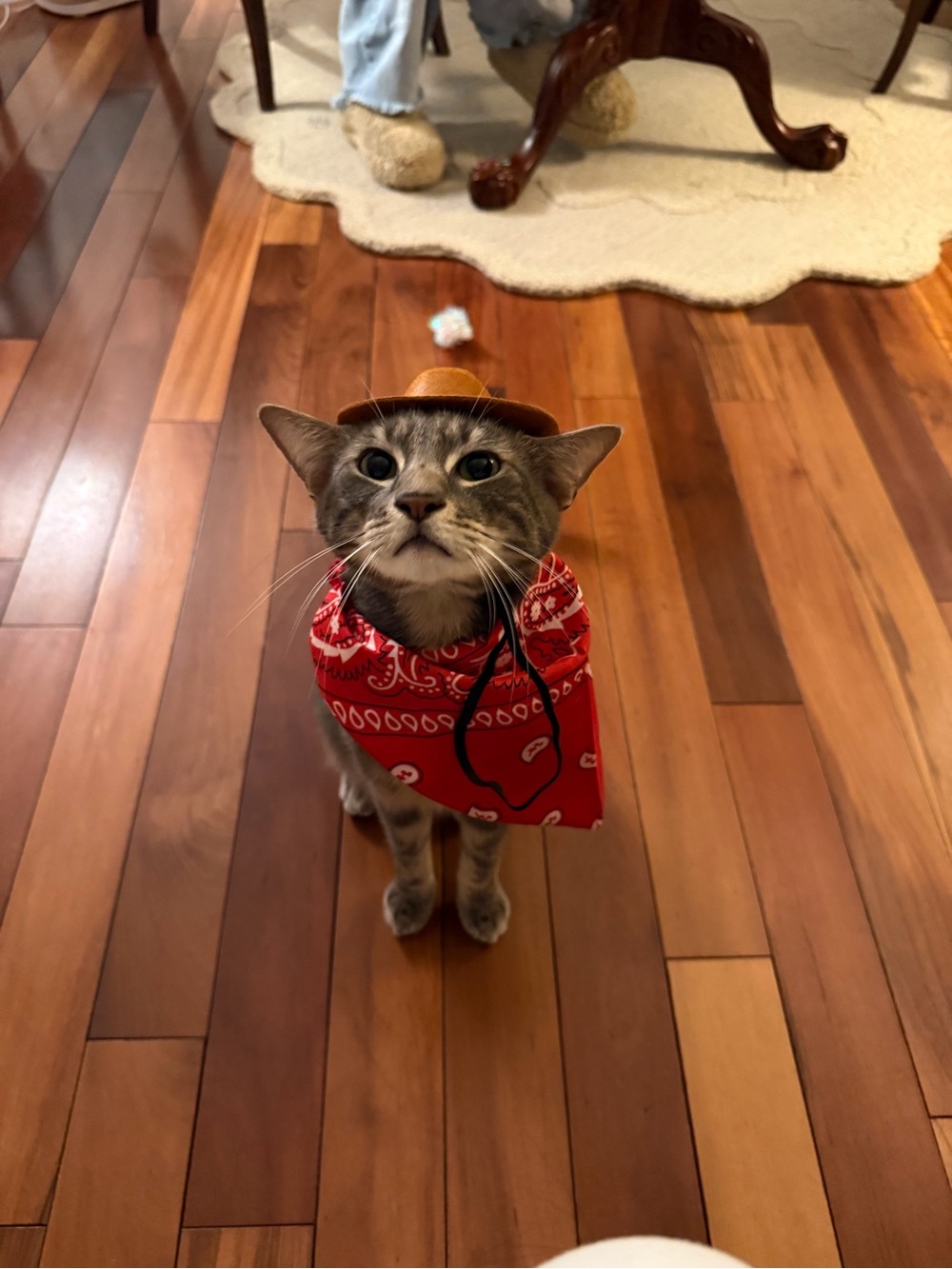 Pet Cowboy Costume Small Cat Dog Hat + Bandana Halloween